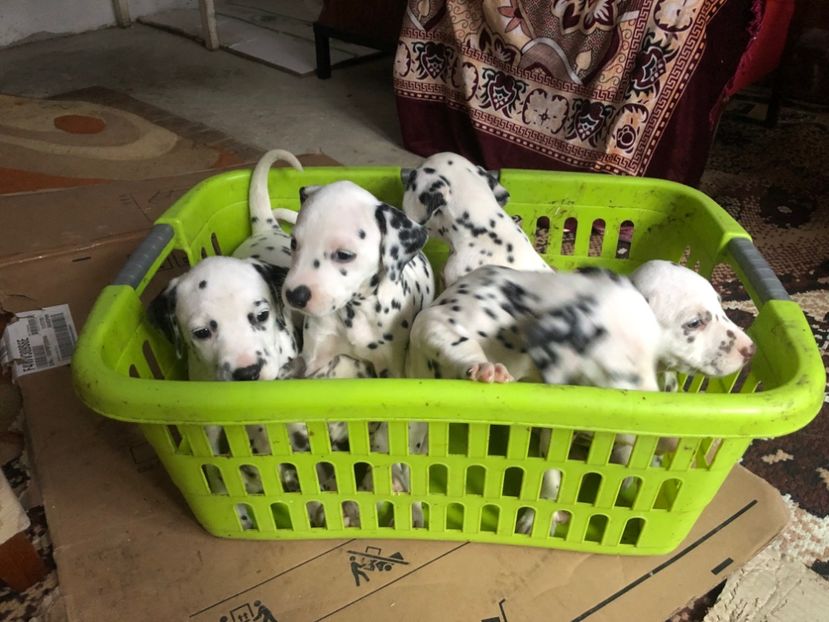 FEB3B782-65FF-445D-9D8B-8310B0A2B5B5 - Dalmatieni disponibili
