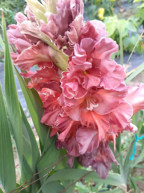  - 0 Gladiole si alte flori-