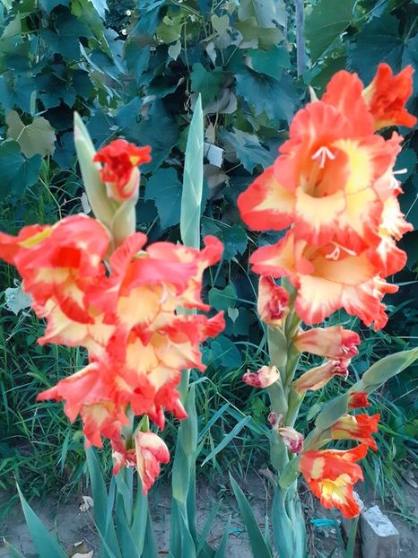  - 0 Gladiole si alte flori-