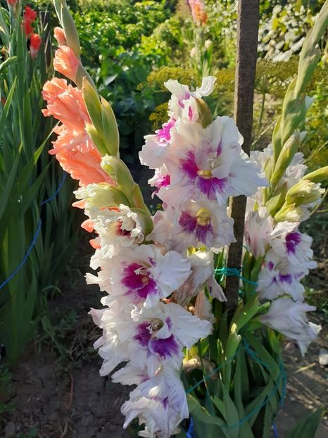  - 0 Gladiole si alte flori-