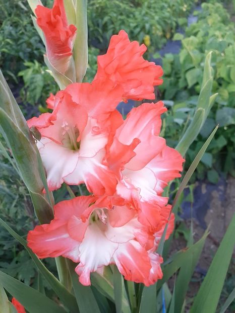  - 0 Gladiole si alte flori-
