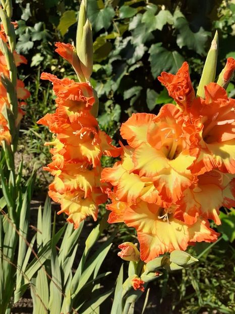 Princess Margeret rose - 0 Gladiole si alte flori-