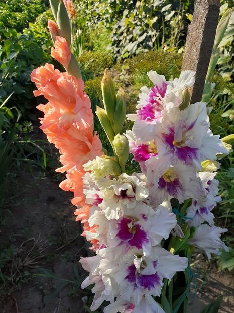  - 0 Gladiole si alte flori-