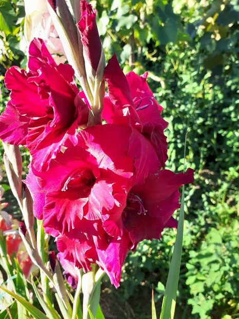 - 0 Gladiole si alte flori-