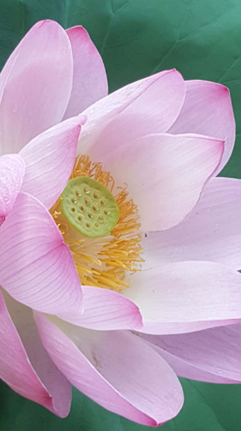 Lotus de Nil - Lotus de India-Nelumbo nucifera - De ce iubesc eu BaileFelix