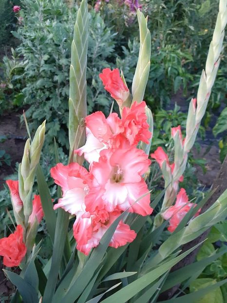  - 0 Gladiole si alte flori-