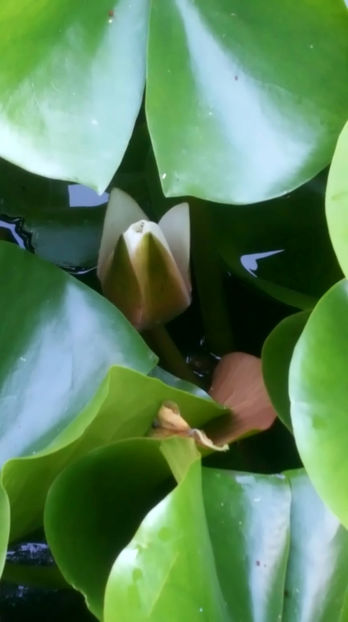 Nymphaea alba - De ce iubesc eu BaileFelix