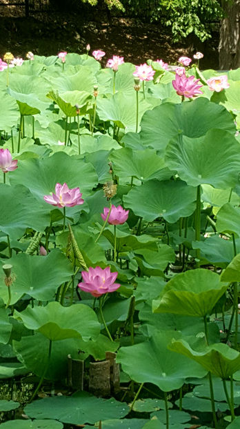 Lotus de Nil - Lotus de India-Nelumbo nucifera - De ce iubesc eu BaileFelix