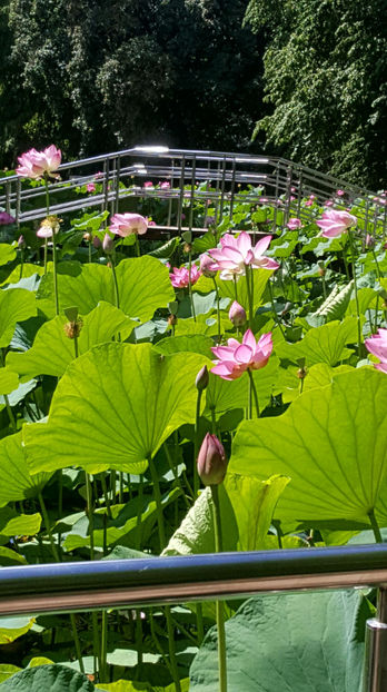Lotus de Nil - Lotus de India-Nelumbo nucifera - De ce iubesc eu BaileFelix