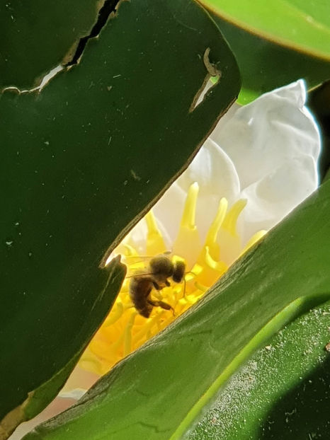 Nymphaea alba-asa arata Paradisul - De ce iubesc eu BaileFelix