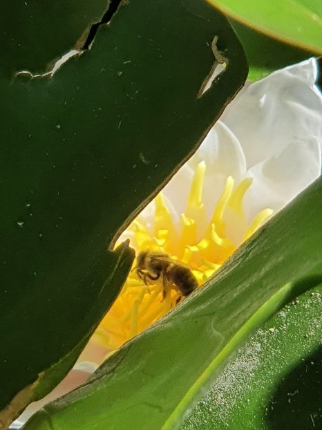 Nymphaea alba-asa arata Paradisul - De ce iubesc eu BaileFelix