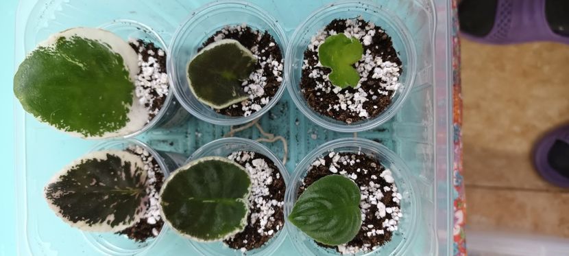  - 1 1 Violete Africane de Colecție