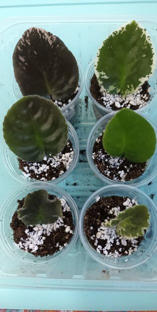  - 1 1 Violete Africane de Colecție