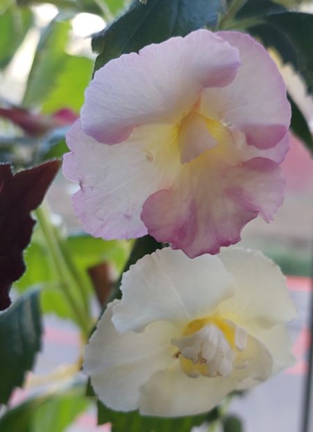  - Yellow english rose