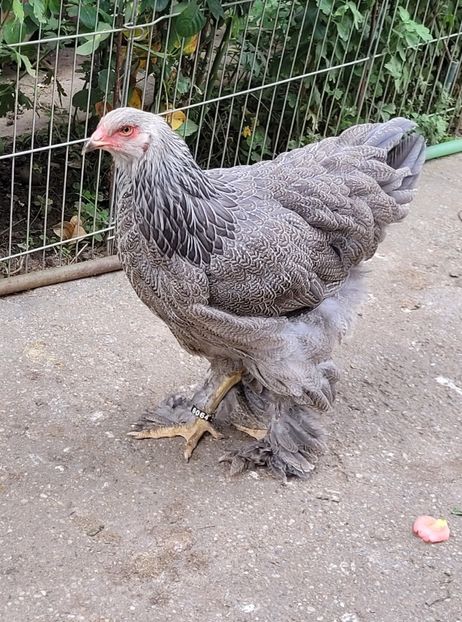  - a__Pui și tineret brahma 2022