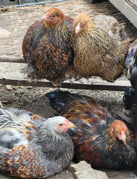  - a__Pui și tineret brahma 2022