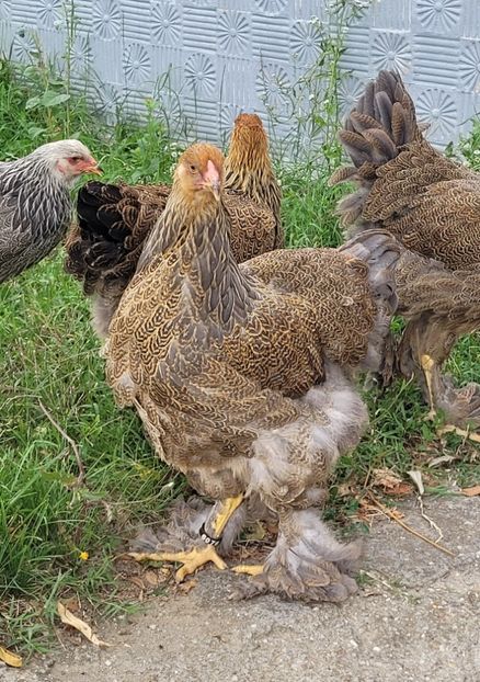  - a__Pui și tineret brahma 2022