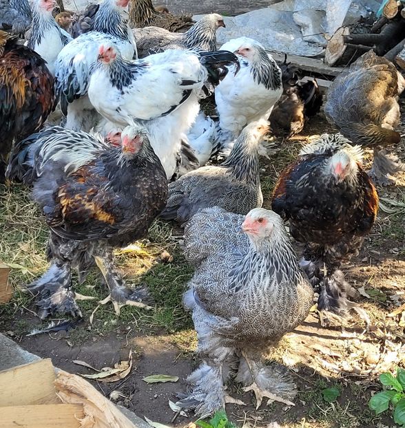  - a__Pui și tineret brahma 2022