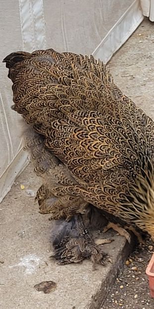  - a__Pui și tineret brahma 2022