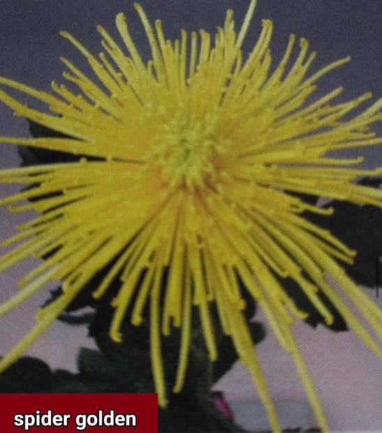 1B686957-4201-453B-BDFF-1D1E59335344 - Crizanteme 2021