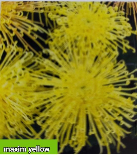 FAE47E23-861B-4D30-9E5D-A73A67038F7E - Crizanteme 2021