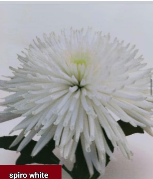 F947A761-B907-40DC-A286-12D0B0A784B3 - Crizanteme 2021