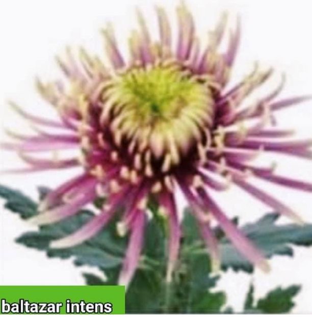 CF797FA3-0867-420C-919E-0BA35FED7C1D - Crizanteme 2021