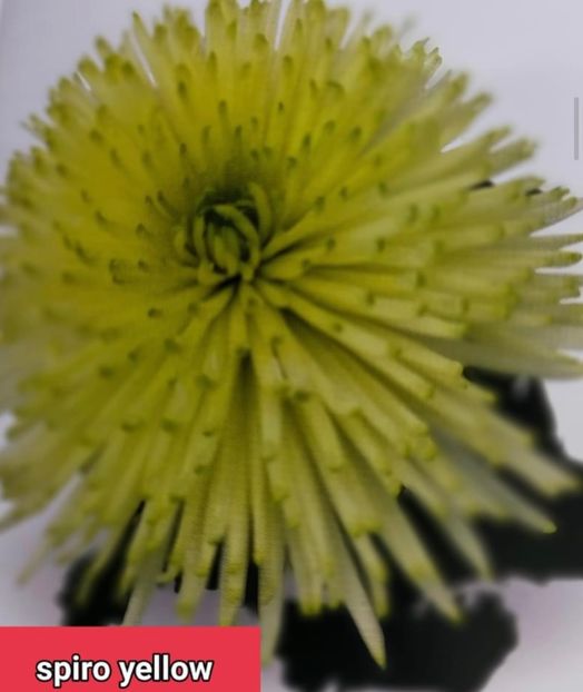 2D28E1AE-8561-45D4-9721-35088395EE0A - Crizanteme 2021