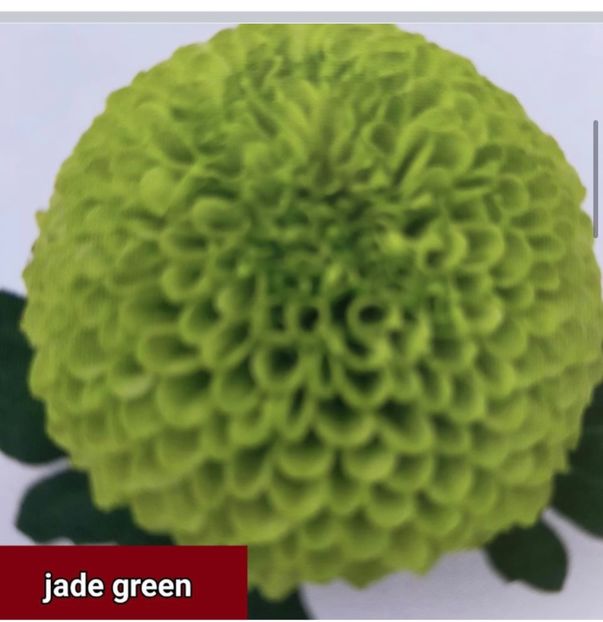 CC4DD4CF-9591-4614-8EE3-20ECC56036D6 - Crizanteme 2021