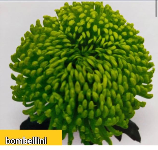 3BED28D5-BE6B-4E2B-84C1-5B1F3D4490AF - Crizanteme 2021