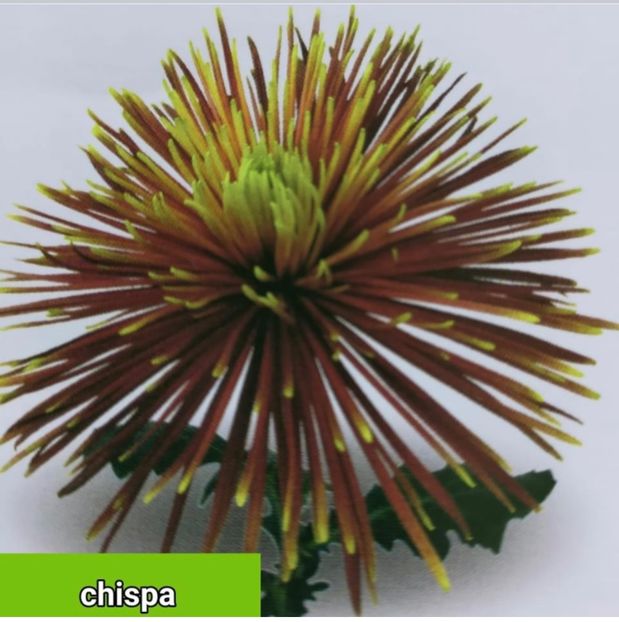 044C51E8-5902-46DF-80ED-9D41DB2ECAFD - Crizanteme 2021