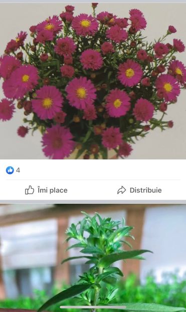 F1ED7F04-9F03-4B03-86F1-B4354E752DEB - Crizanteme 2021