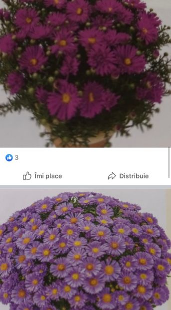 37F8BF82-44A3-472E-8A7F-5A1FCB814F64 - Crizanteme 2021