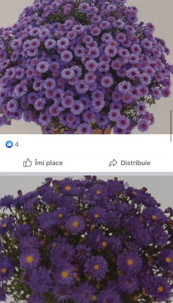 4D78FB07-9F12-40F7-A43C-6326DF7CF57D - Crizanteme 2021