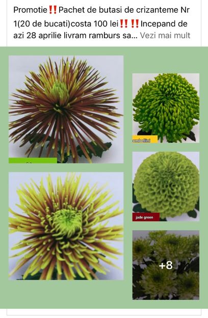 D7E4E19B-B411-428D-9AB8-8F9DCF23401B - Crizanteme 2021