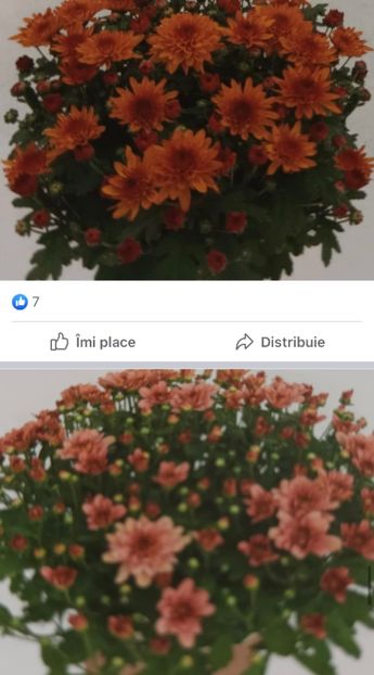 238A83E2-0EDE-4E20-9A14-164F74B84C45 - Crizanteme 2021