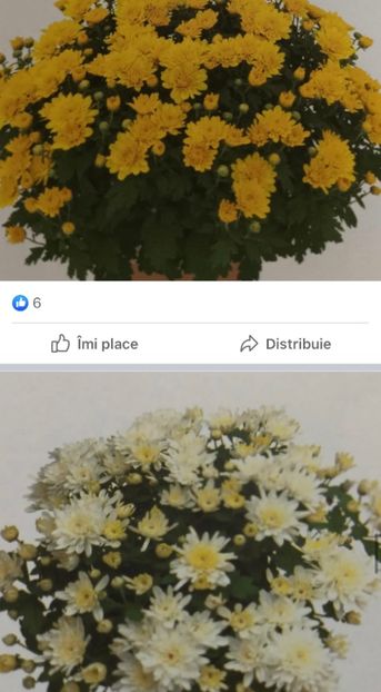 414BC5B2-C4CB-4A5E-82E1-74D7B3A8972A - Crizanteme 2021