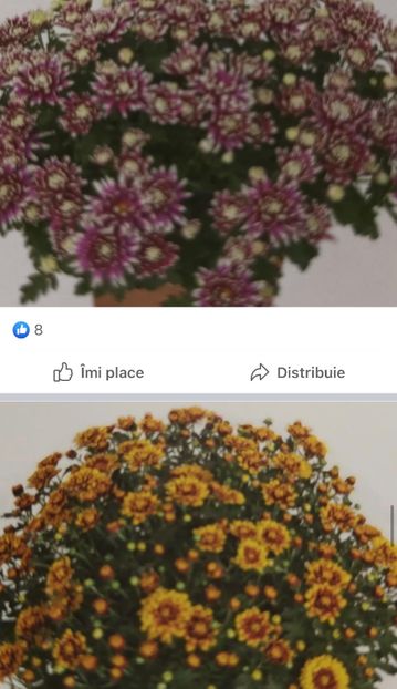 7389B2D8-0E96-47F2-82BE-9D1EA3660BDF - Crizanteme 2021