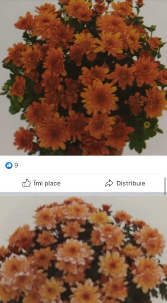 65C50C1B-19FD-47FC-BC56-1985F47AE907 - Crizanteme 2021