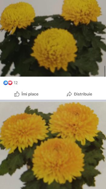 977218A0-4FF5-4BB6-8492-DB1DB01BABE5 - Crizanteme 2021