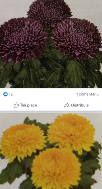 0454EEDE-3014-44E8-A3D8-20D42550EEF8 - Crizanteme 2021