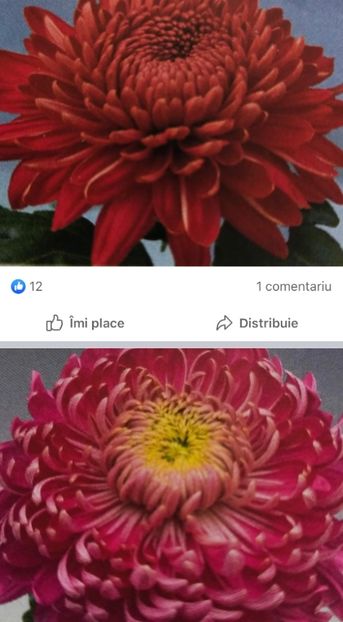 4E61782B-00B5-4521-AD45-7ED433BB3E3C - Crizanteme 2021