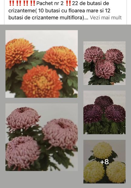 3F091451-3152-4E19-8E2C-C942F472DB5B - Crizanteme 2021