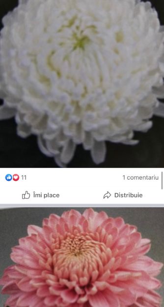 EA3598DE-1158-4DFC-84B8-E863A4056B86 - Crizanteme 2021