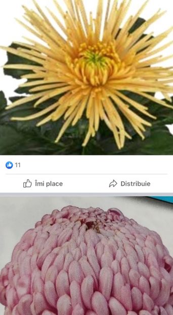 25BE2E75-5FE4-4AAA-A1DA-6D89BCBD676A - Crizanteme 2021