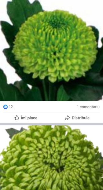 8D38F320-B545-4871-8606-CF0BA55FD050 - Crizanteme 2021