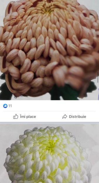 6C165690-5045-4033-886C-1E84D2101B87 - Crizanteme 2021