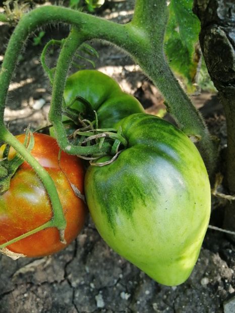 - Gradina cu legume-2017-acasa recolte 2018 - 2023