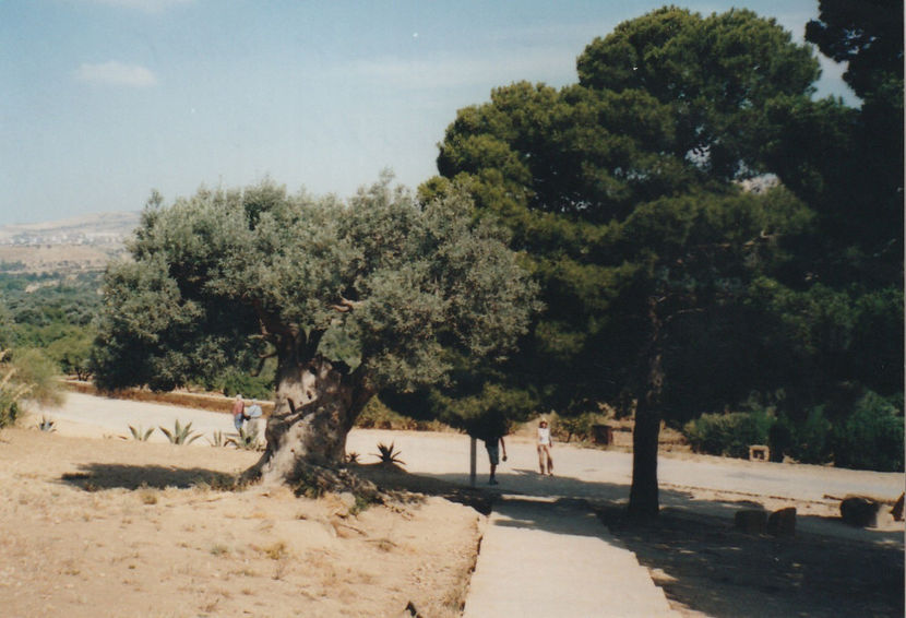 Agrigento. Valea Templelor. Măslinul milenar - Sicilia