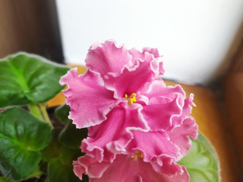 14 iulie 2022 - PT Elizaveta